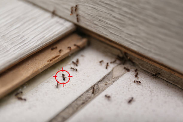Best Bed Bug Extermination  in Chevy Chase View, MD