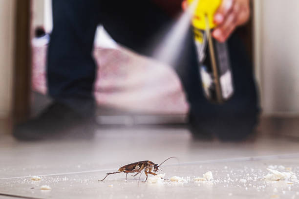 Best Flea Control Services  in Chevy Chase View, MD